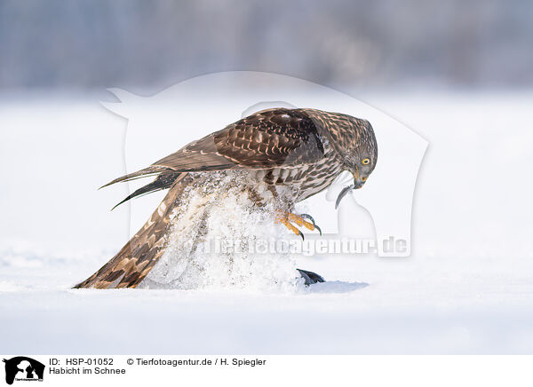 Habicht im Schnee / Goshawk in snow / HSP-01052