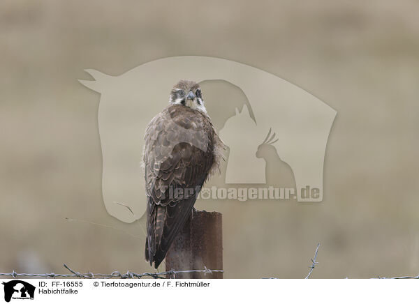 Habichtfalke / brown hawk / FF-16555