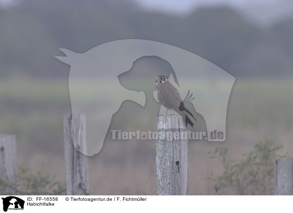 Habichtfalke / FF-16558