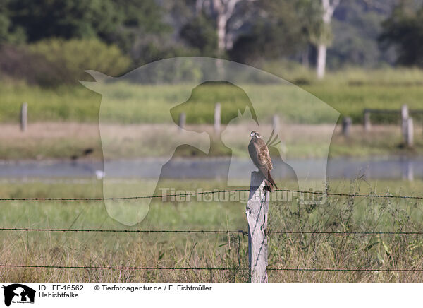 Habichtfalke / FF-16562