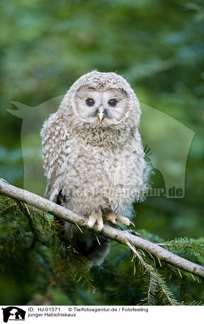 junger Habichtskauz / young ural owl / HJ-01571