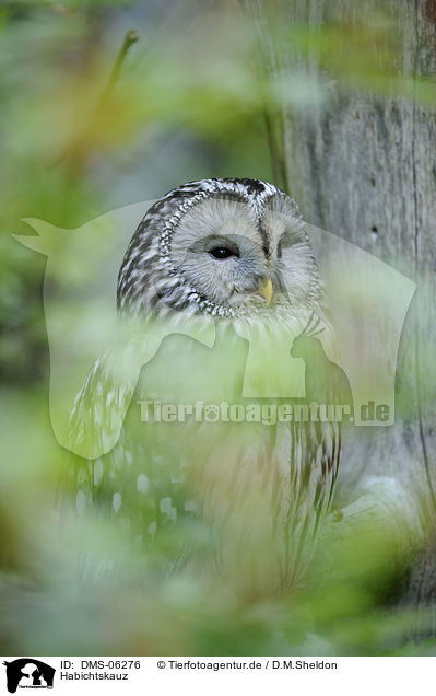 Habichtskauz / Ural owl / DMS-06276