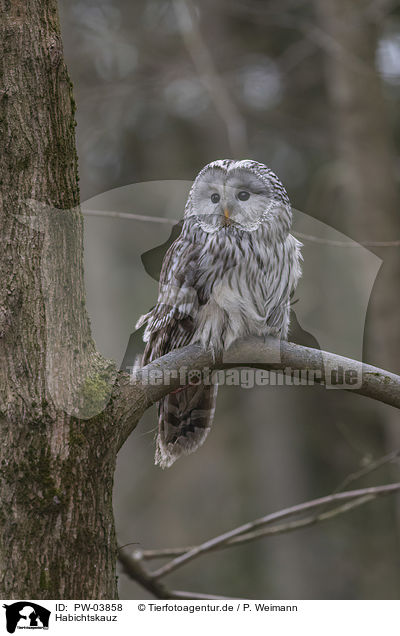 Habichtskauz / PW-03858