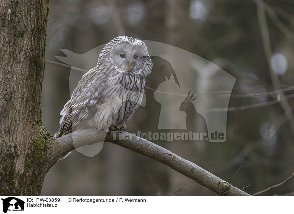 Habichtskauz / PW-03859
