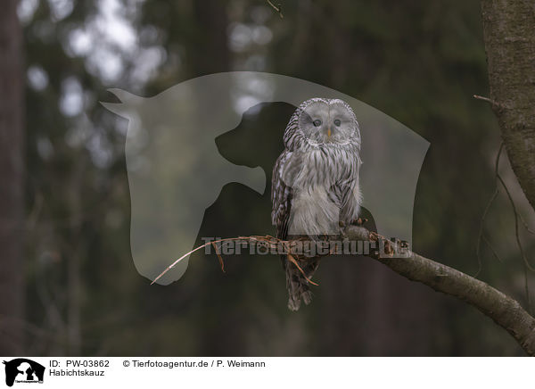 Habichtskauz / ural owl / PW-03862