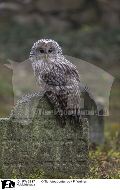 Habichtskauz / ural owl / PW-03871