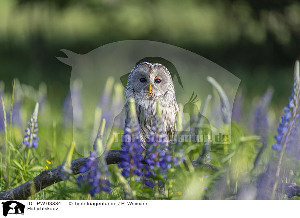 Habichtskauz / ural owl / PW-03884