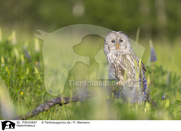 Habichtskauz / ural owl / PW-03887