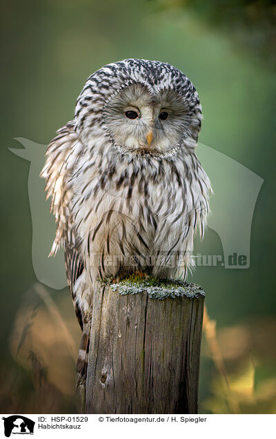 Habichtskauz / Ural owl / HSP-01529