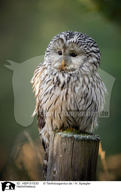 Habichtskauz / Ural owl / HSP-01530