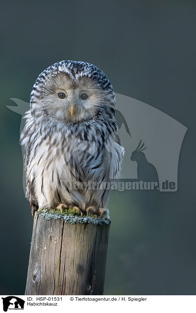Habichtskauz / Ural owl / HSP-01531