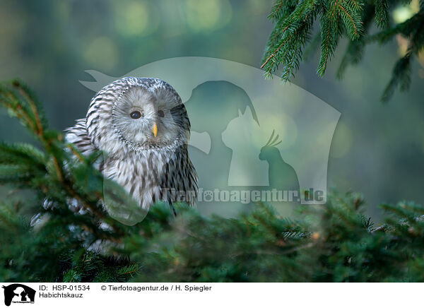 Habichtskauz / Ural owl / HSP-01534