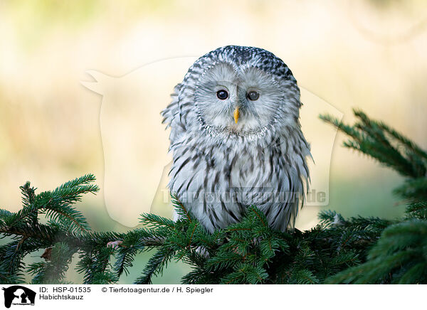 Habichtskauz / Ural owl / HSP-01535
