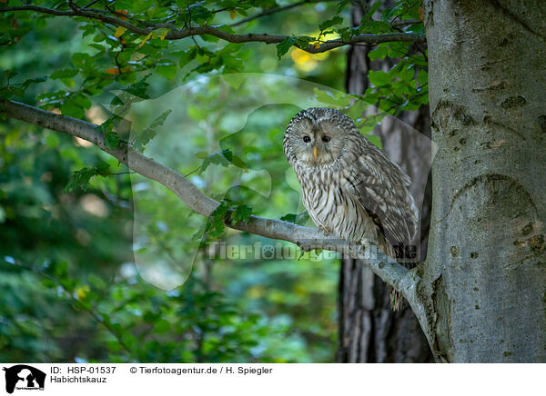 Habichtskauz / Ural owl / HSP-01537