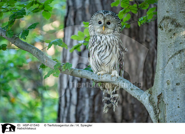 Habichtskauz / Ural owl / HSP-01540