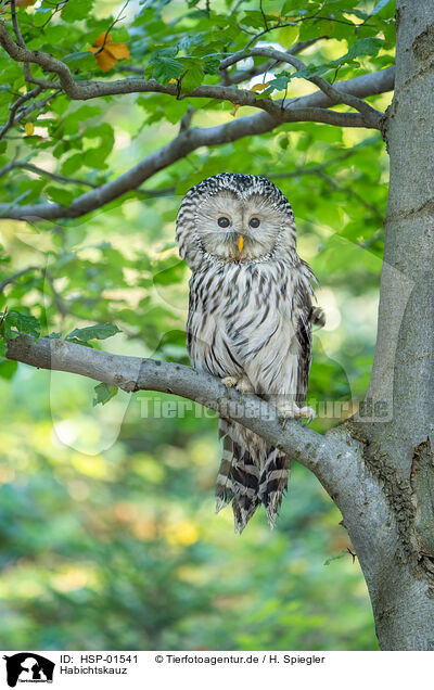 Habichtskauz / Ural owl / HSP-01541