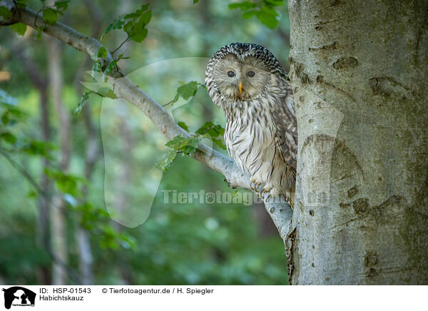Habichtskauz / Ural owl / HSP-01543