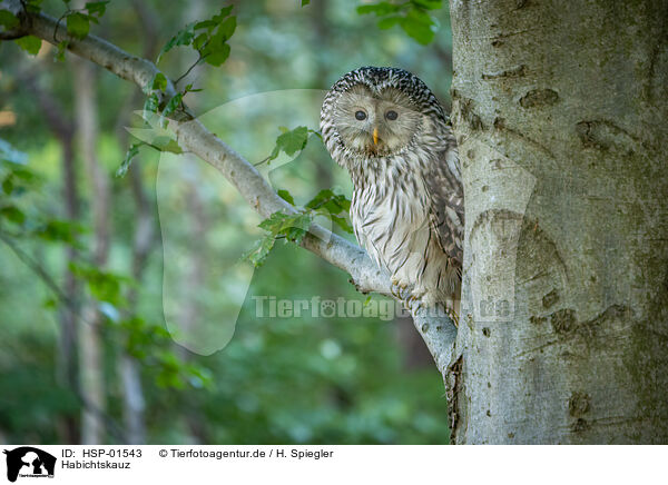 Habichtskauz / Ural owl / HSP-01543