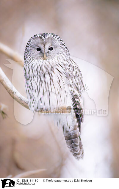 Habichtskauz / Ural owl / DMS-11180
