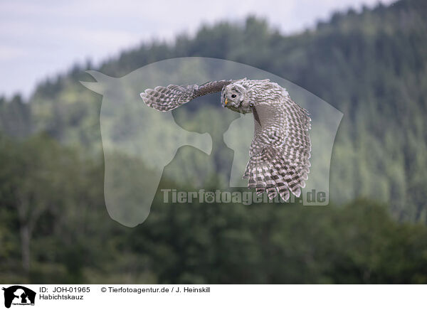 Habichtskauz / ural owl / JOH-01965