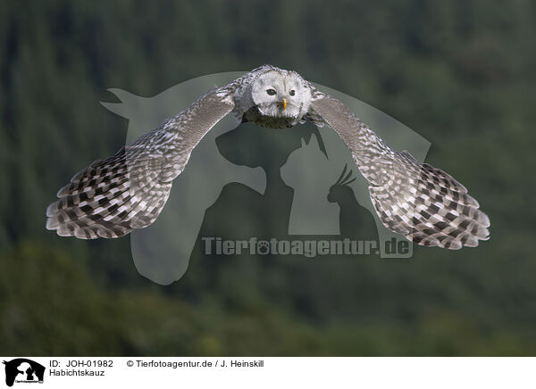 Habichtskauz / ural owl / JOH-01982