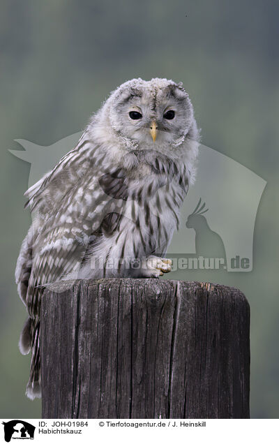 Habichtskauz / JOH-01984