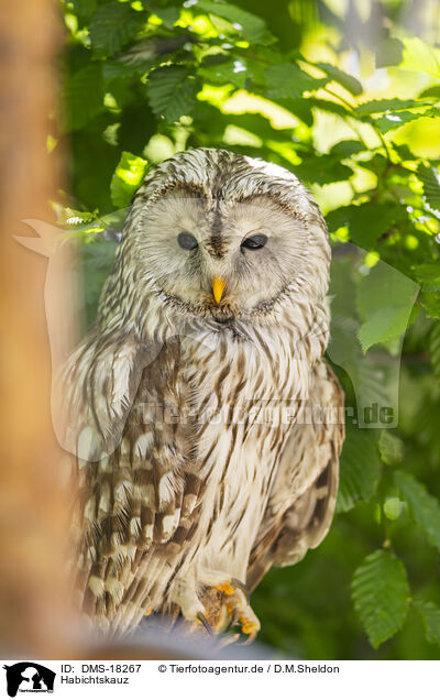 Habichtskauz / Ural Owl / DMS-18267