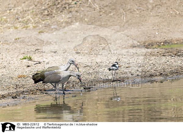 Hagedasche und Waffenkiebitz / Hadeda Ibises and Blacksmith Lapwing / MBS-22812
