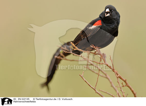 Hahnenschweifwida / long-tailed widow / DV-02135