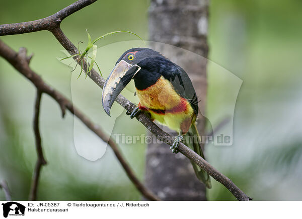 Halsbandarassari / banded aracari / JR-05387