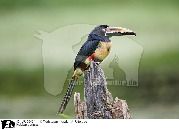 Halsbandarassari / banded aracari / JR-05424