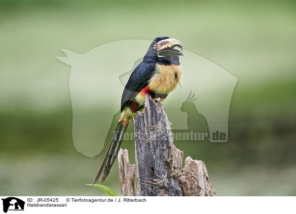Halsbandarassari / banded aracari / JR-05425