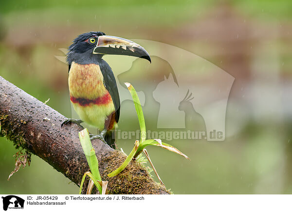 Halsbandarassari / banded aracari / JR-05429