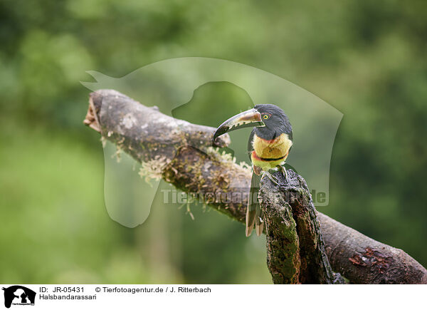 Halsbandarassari / banded aracari / JR-05431