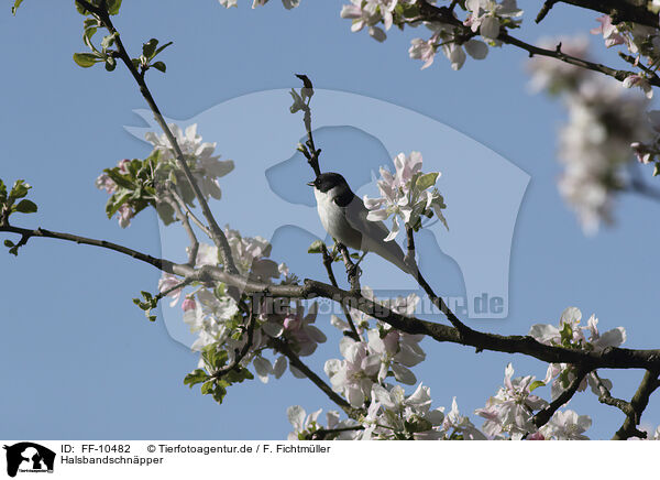 Halsbandschnpper / collared flycatcher / FF-10482