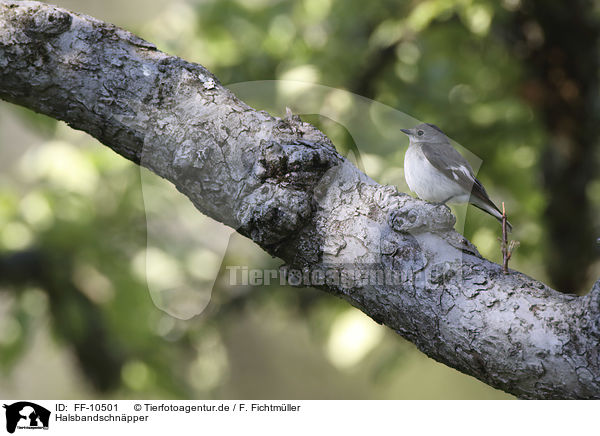 Halsbandschnpper / collared flycatcher / FF-10501