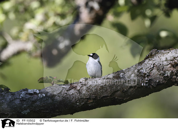 Halsbandschnpper / collared flycatcher / FF-10502