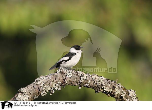 Halsbandschnpper / collared flycatcher / FF-10513