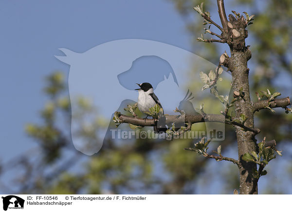 Halsbandschnpper / collared flycatcher / FF-10546