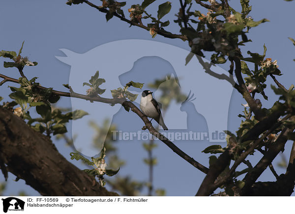 Halsbandschnpper / collared flycatcher / FF-10569