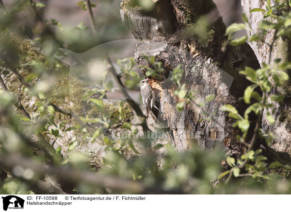 Halsbandschnpper / collared flycatcher / FF-10588