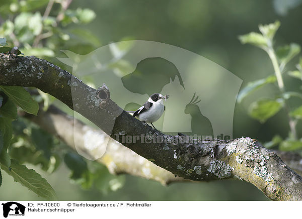 Halsbandschnpper / collared flycatcher / FF-10600