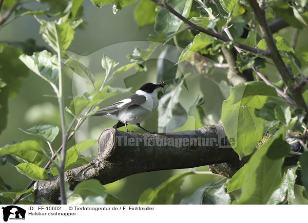 Halsbandschnpper / collared flycatcher / FF-10602