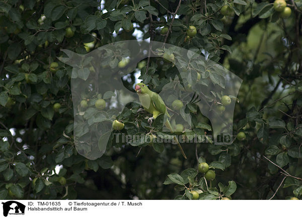 Halsbandsittich auf Baum / rose-ringed parakeet at tree / TM-01635