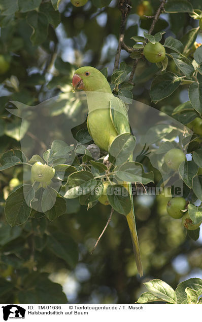 Halsbandsittich auf Baum / rose-ringed parakeet at tree / TM-01636