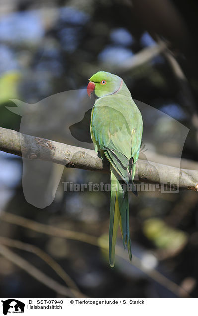 Halsbandsittich / rose-ringed parakeet / SST-07940