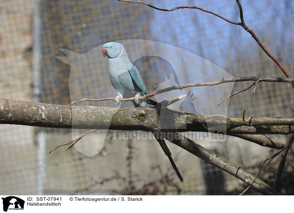 Halsbandsittich / rose-ringed parakeet / SST-07941
