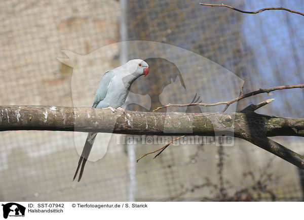Halsbandsittich / rose-ringed parakeet / SST-07942