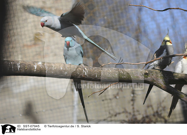 Halsbandsittiche / rose-ringed parakeets / SST-07945