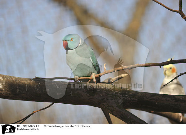 Halsbandsittich / rose-ringed parakeet / SST-07947